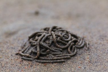 Koloni lobworm ile plaj