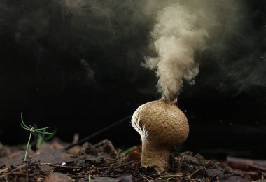 Puffball fungus spores clipart