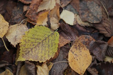 Sarı sonbahar yaprakları
