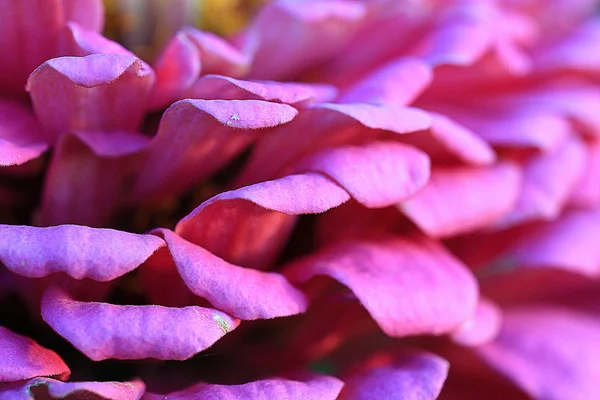 Gentle pink flowers — Stock Photo, Image