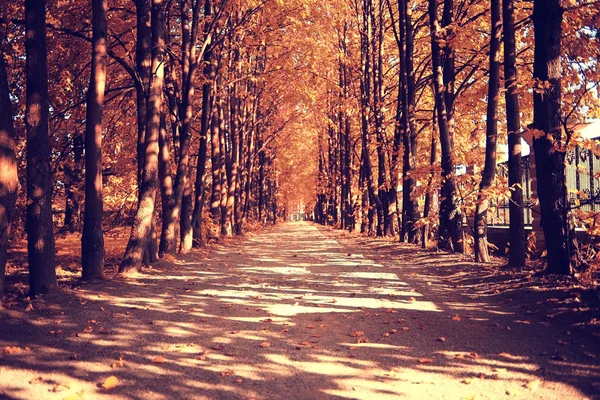 Caminho na floresta de outono — Fotografia de Stock