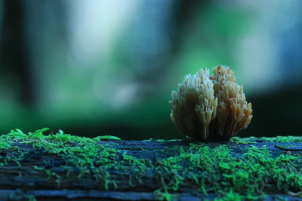 Kleine champignons paddenstoel — Stockfoto