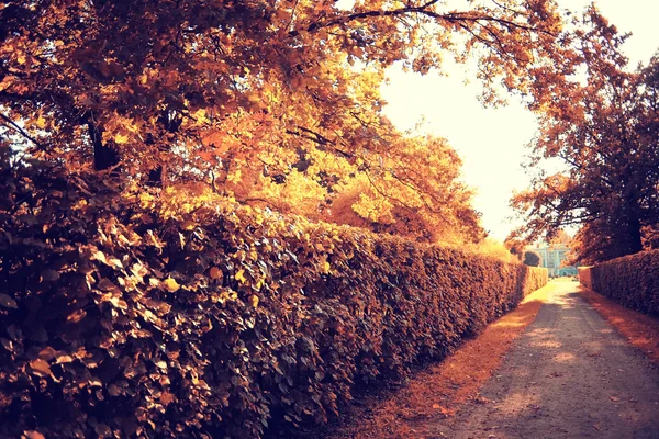 Queda de folha no parque de outono — Fotografia de Stock