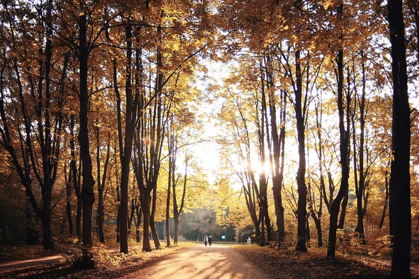 Mañana en el bosque de otoño —  Fotos de Stock