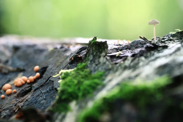 Poisonous mushrooms in  forest — Stock Photo, Image