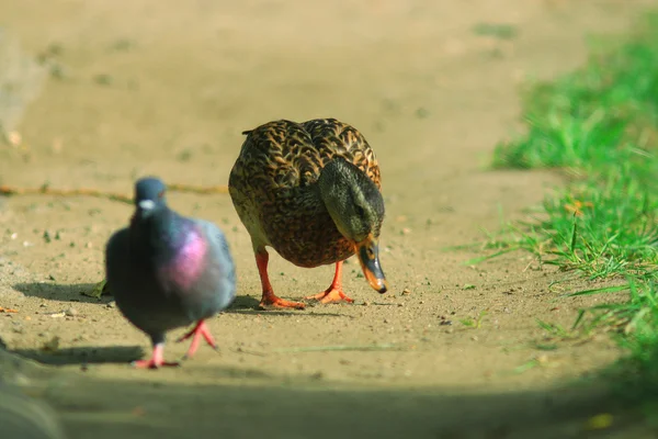 Anatre nel parco cittadino — Foto Stock