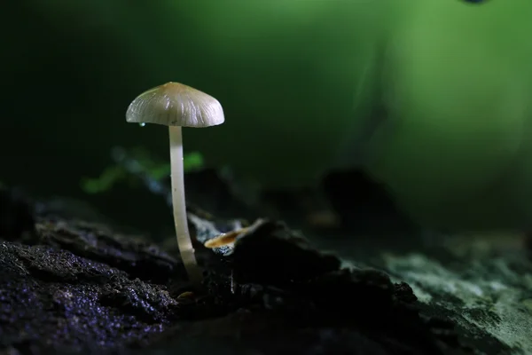 Cogumelos venenosos na floresta — Fotografia de Stock