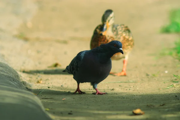 Şehir Parkı içinde ördekler — Stok fotoğraf