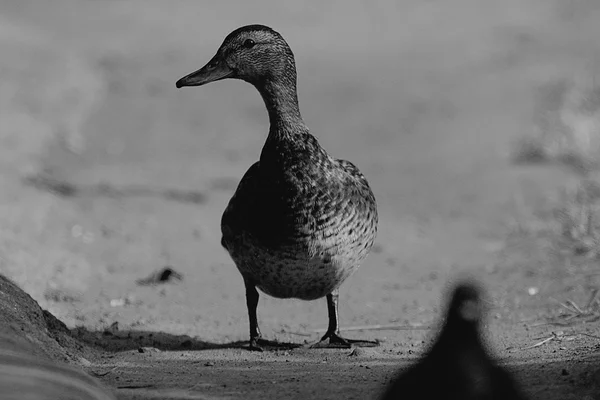 Anatre nel parco cittadino — Foto Stock