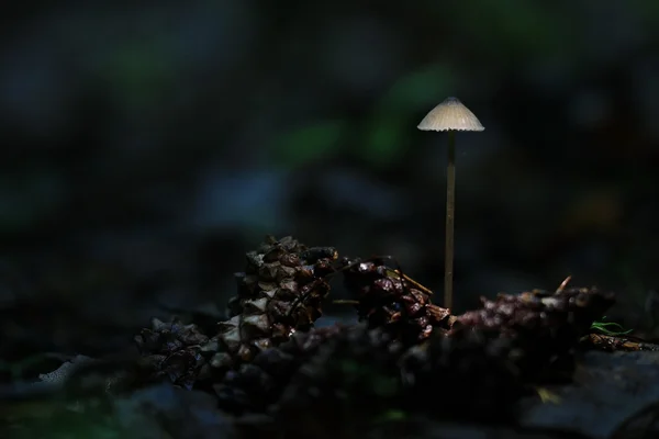 숲에서 독 버섯 — 스톡 사진