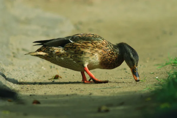 Ducks in city park — Stock Photo, Image