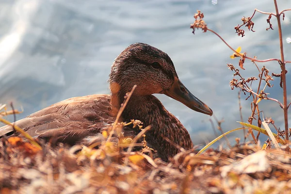 Canards dans le parc municipal — Photo