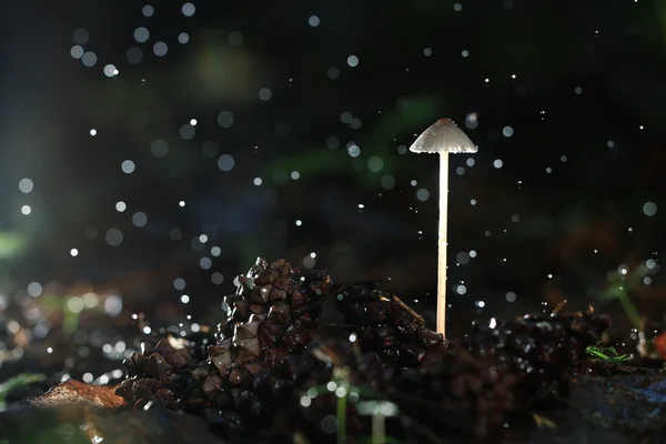 森の毒キノコ — ストック写真