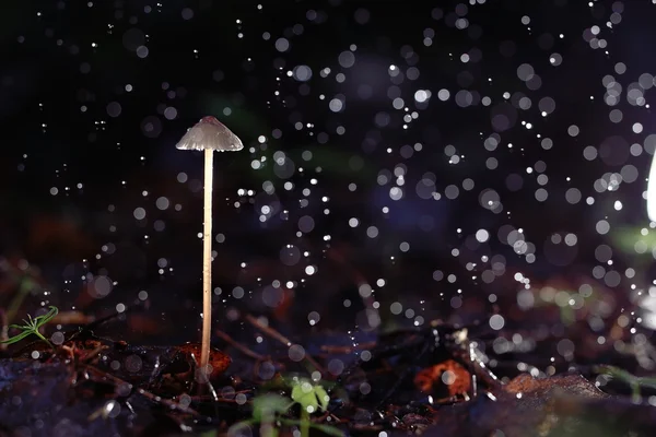 Cogumelos venenosos na floresta — Fotografia de Stock