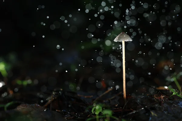 Giftig svamp i skogen — Stockfoto