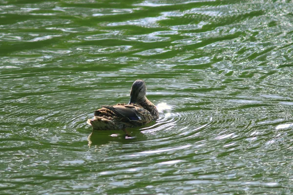 Ducks in  city park — Stock Photo, Image