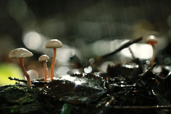 Jedovaté houby v lese — Stock fotografie