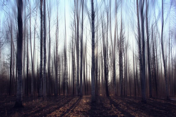 흐린된가 숲 — 스톡 사진