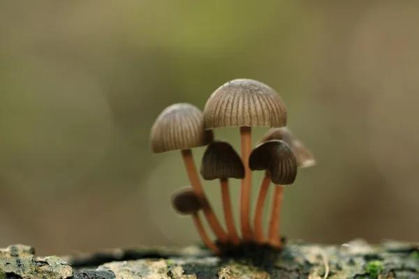 Champignons toxiques dans la forêt — Photo