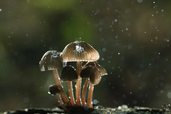 Giftige paddenstoelen in het bos — Stockfoto