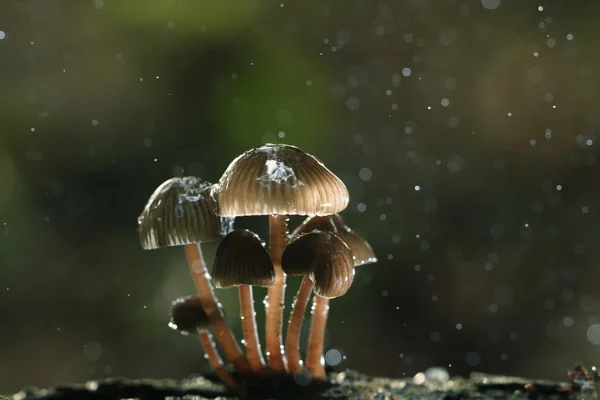 Setas venenosas en el bosque — Foto de Stock