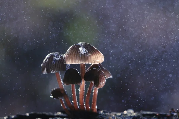 숲 속에 있는 독성 버섯 — 스톡 사진