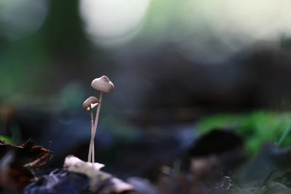 Отруйні гриби в лісі — стокове фото