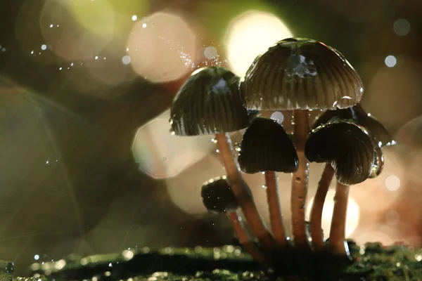 Setas venenosas en el bosque — Foto de Stock