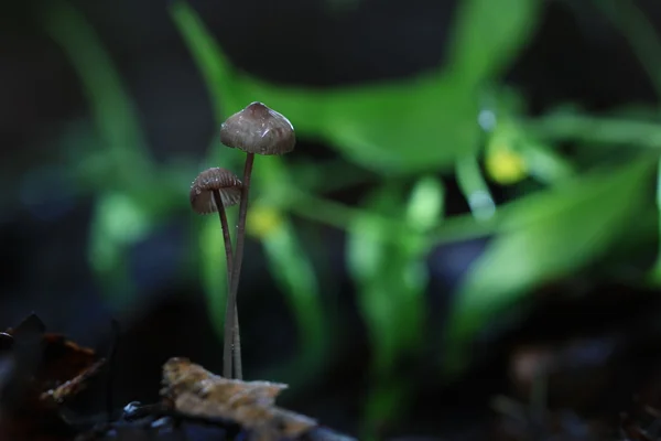 Poisonous mushrooms in  forest — Stock Photo, Image