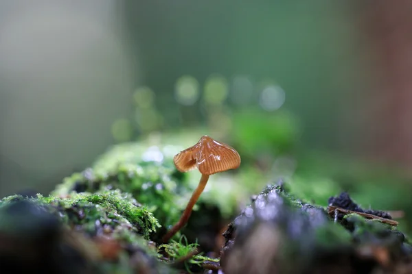 Setas venenosas en el bosque —  Fotos de Stock