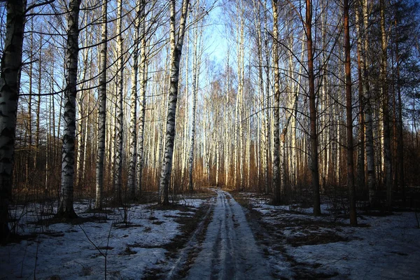 Weg in besneeuwd bos — Stockfoto