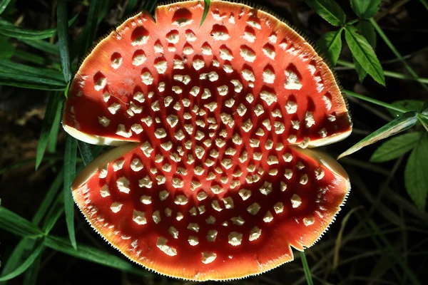 红色木耳蘑菇 — 图库照片