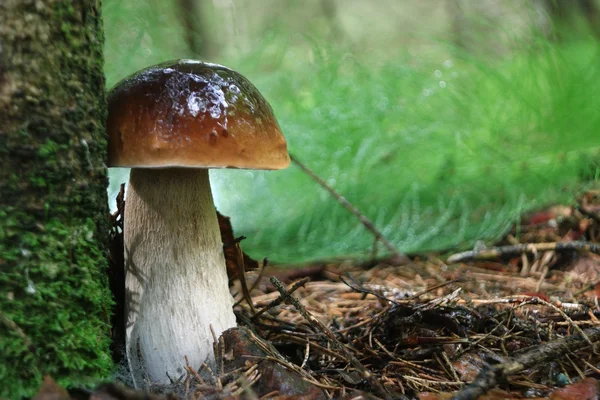 Boletus edulis в лесу — стоковое фото