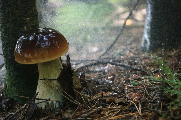 Boletus edulis in the forest — Stock Photo, Image