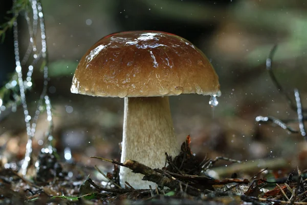 Boletus edulis в лесу — стоковое фото