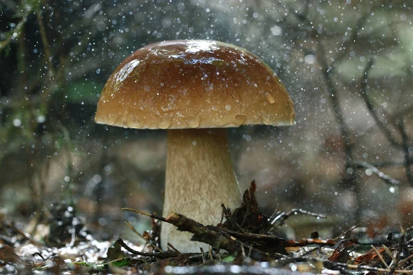 Boletus edulis в лесу — стоковое фото