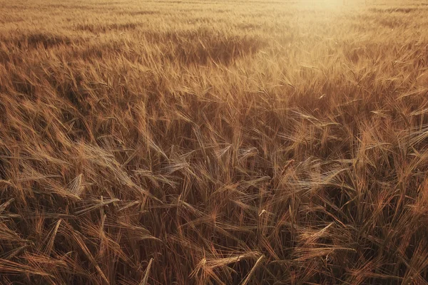 Korn öron i fältet — Stockfoto
