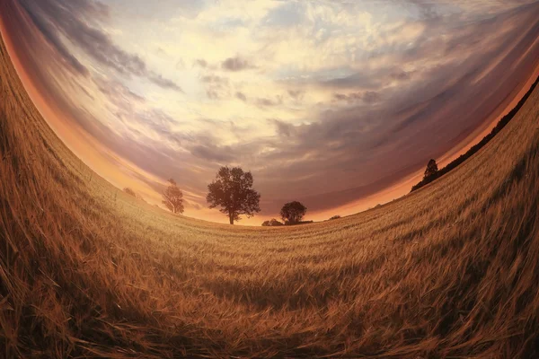 Paisagem no campo de trigo por do sol — Fotografia de Stock