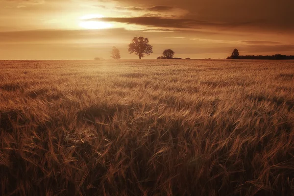 Puesta de sol en un campo de trigo — Foto de Stock
