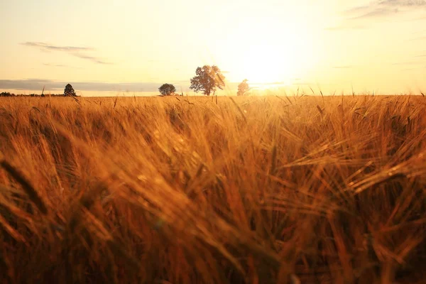 Zonsondergang in een tarweveld — Stockfoto