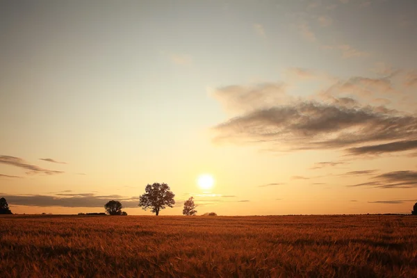 Paisaje de verano con un árbol solitario — Foto de Stock