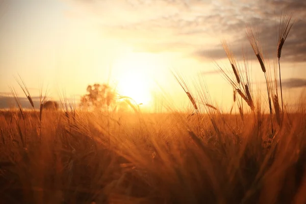 Günbatımı buğday alanında — Stok fotoğraf