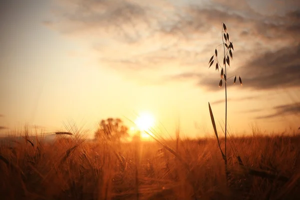 Puesta de sol en un campo de trigo — Foto de Stock