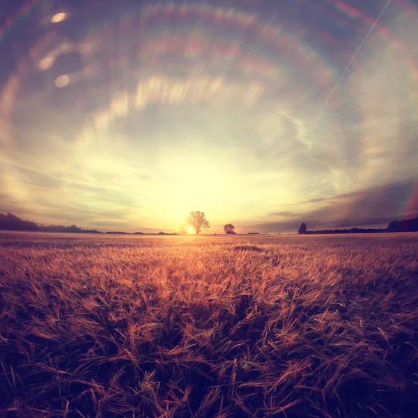 Paisaje fantástico atardecer en el campo de trigo —  Fotos de Stock