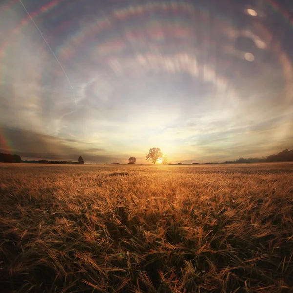 Пейзаж фантастичний захід сонця на пшеничному полі — стокове фото