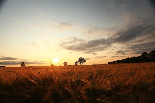 Puesta de sol en un campo de trigo — Foto de Stock