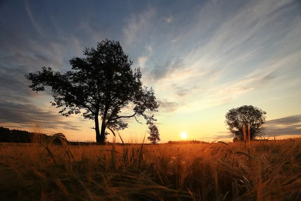Letní krajina s osamělým stromem — Stock fotografie