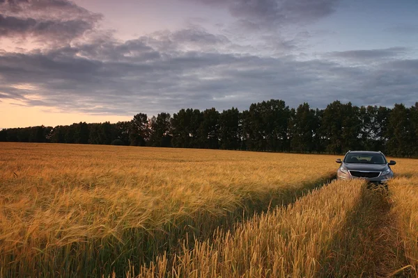 SUV em um campo de trigo — Fotografia de Stock