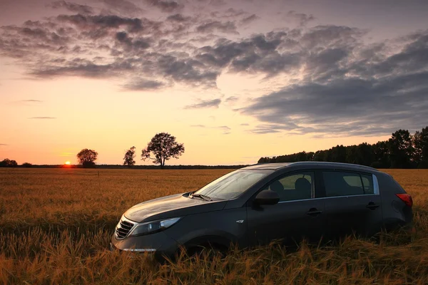 SUV em um campo de trigo — Fotografia de Stock