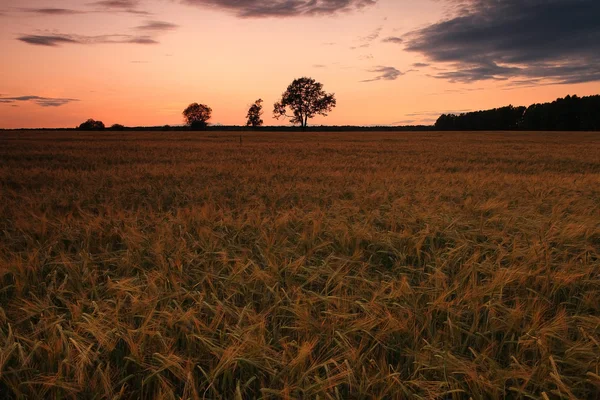 Sommar landskap med en lone tree — Stockfoto